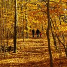 A walk in the Golden Forest